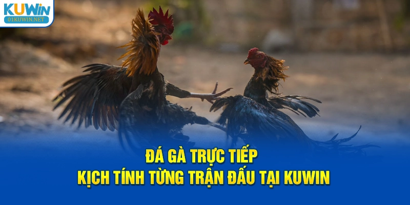 Đá gà trực tiếp kịch tính từng trận đấu tại KUWIN